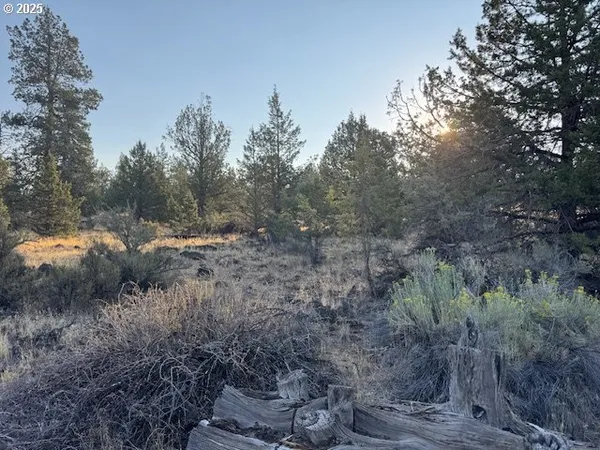 a view of a forest with trees