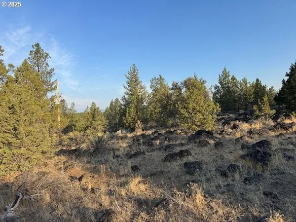 a view of a yard in a forest