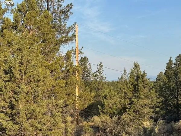 a view of a tree in a yard with wooden fence