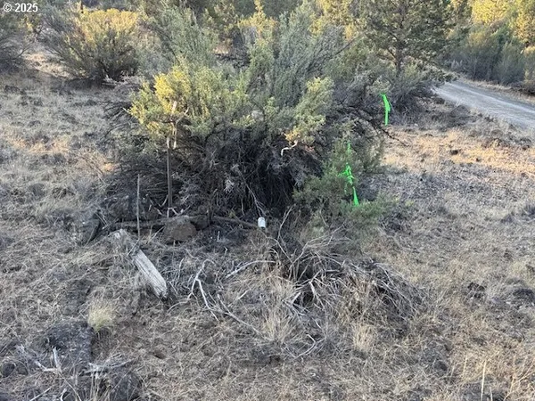 a view of a forest with trees