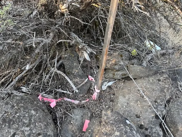 a view of a forest with a tree