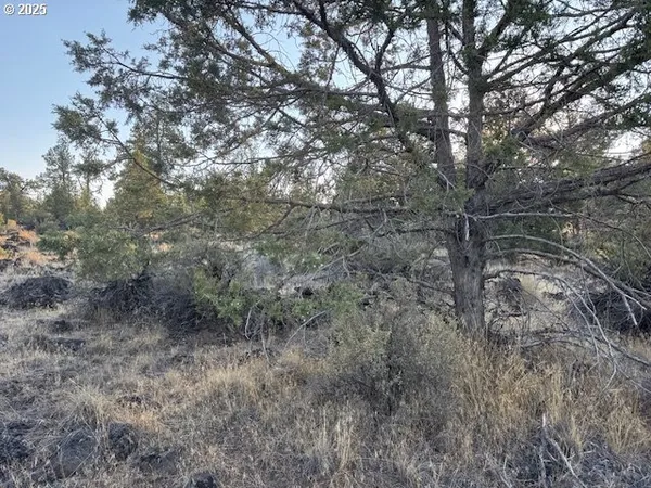 a view of a forest with trees in the background