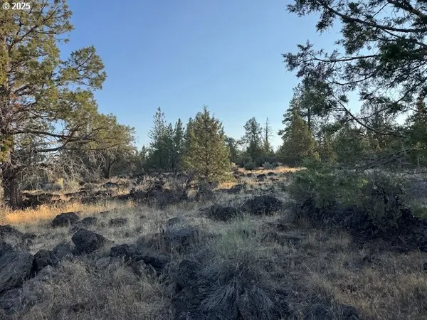 a view of a forest with a tree