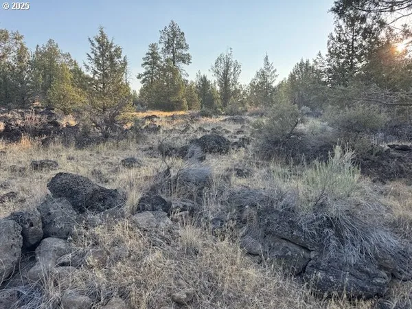 a view of a dry forest with trees in the background