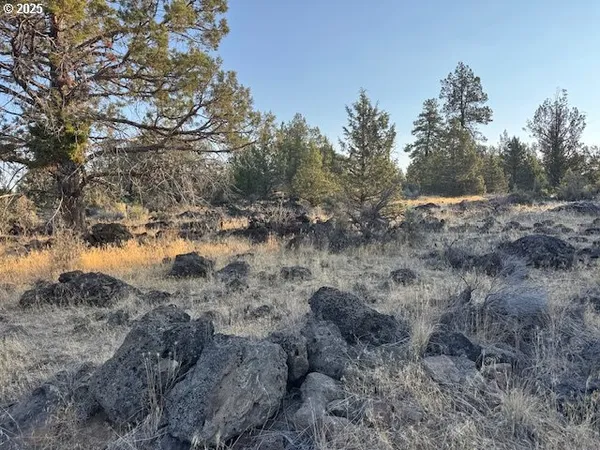 a view of a forest with lots of trees