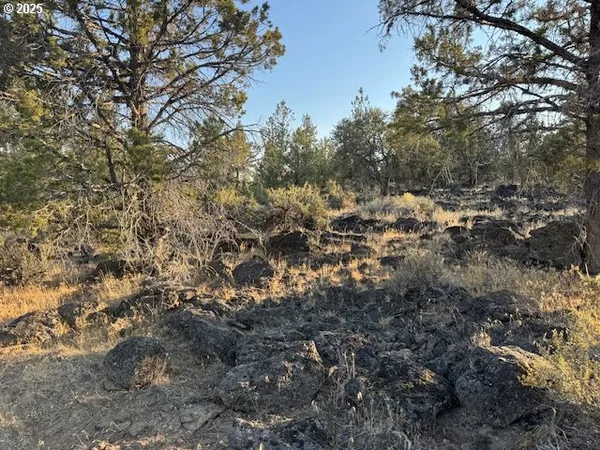a view of a large yard with lots of bushes