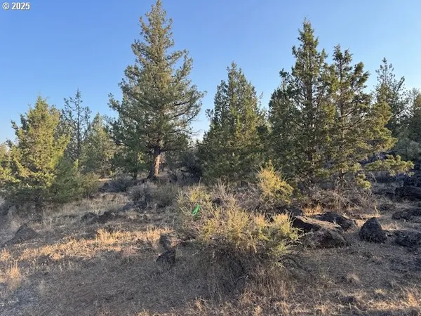 a view of a forest with trees in the background
