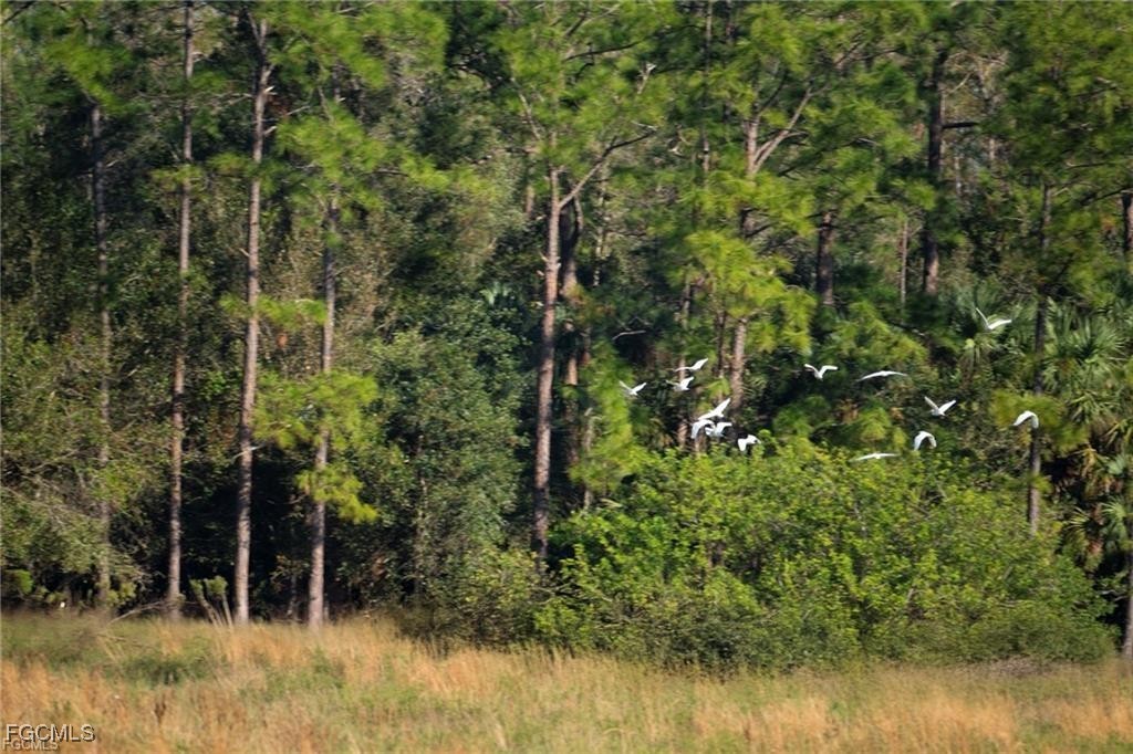 17800 Grand Chenier Road Fort Myers, FL 33913 - Photo 29 of 34 a view of a forest with a tree in the background