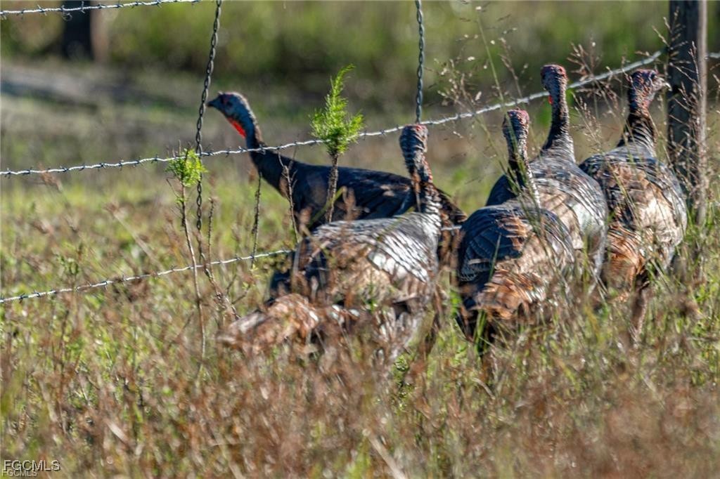 17800 Grand Chenier Road Fort Myers, FL 33913 - Photo 31 of 34 a view of swimming pool from a lake view