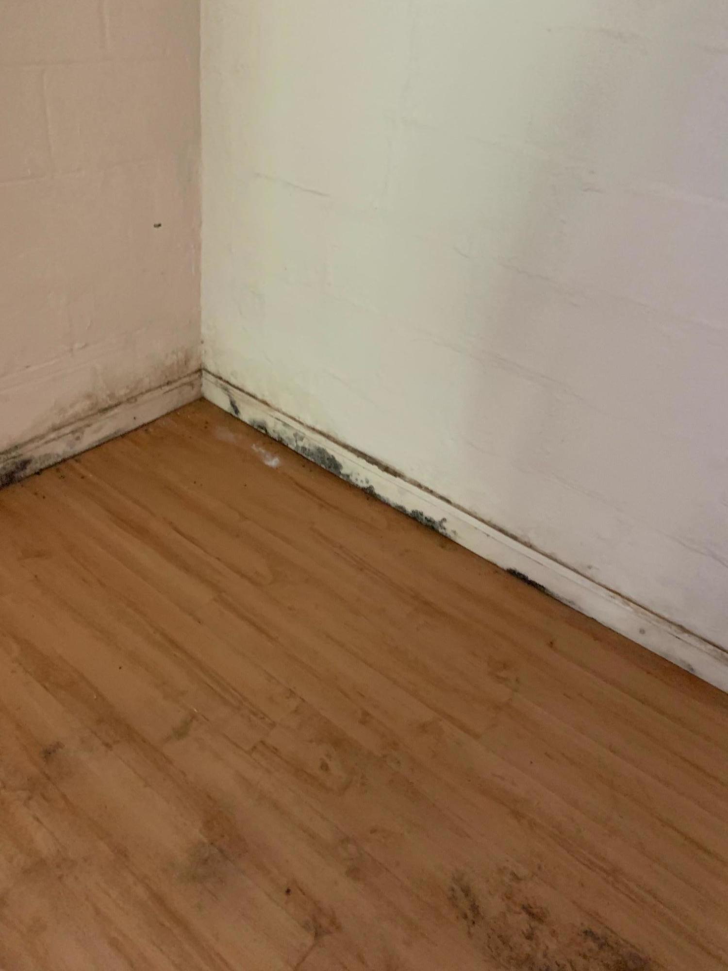 158 Spider Barnes Road Jonesborough, TN 37659 - Photo 7 of 8 158 Spider Barnes - Pic basement mold 1