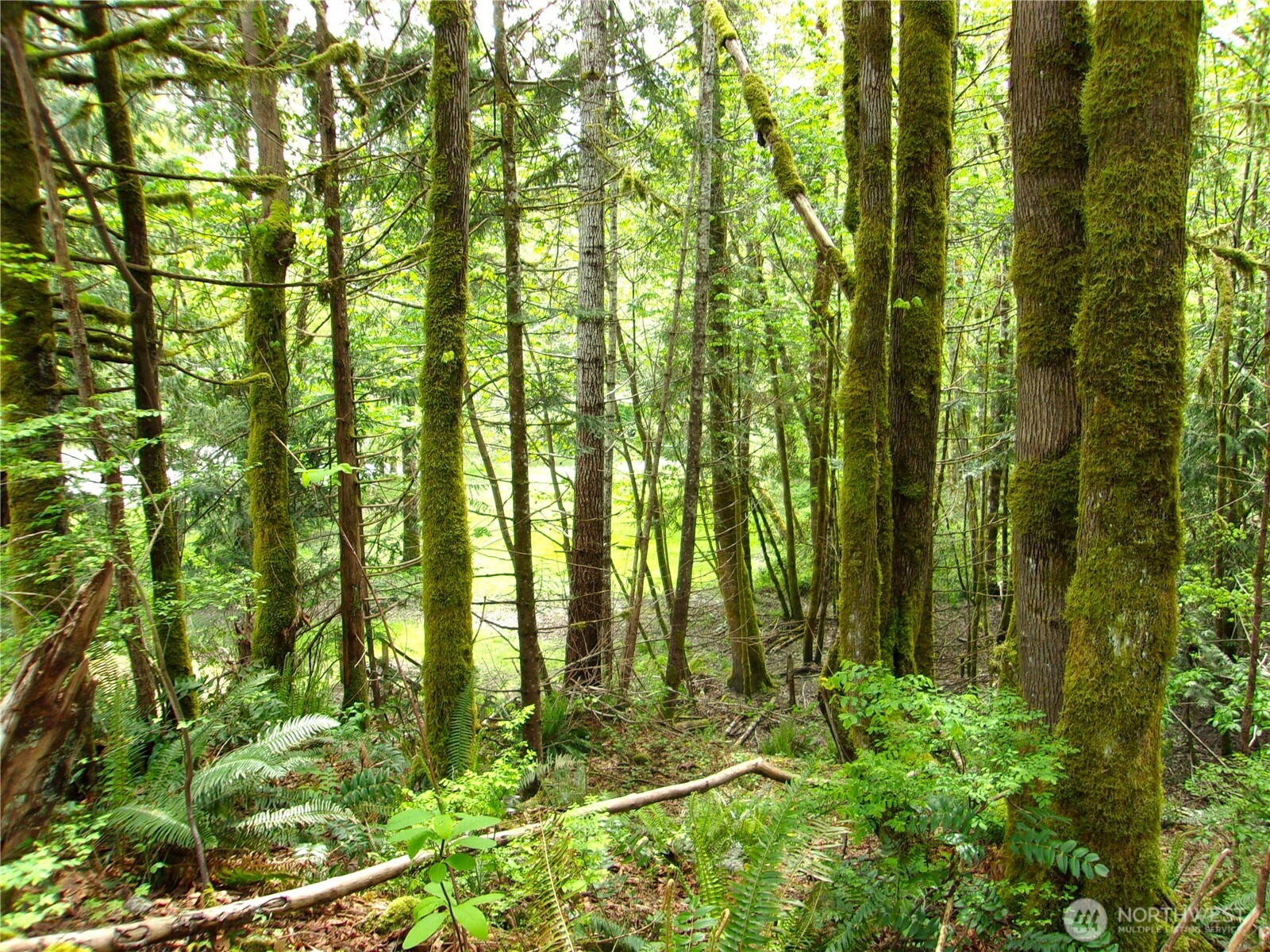 0 River Road Brinnon, WA 98320 - Photo 3 of 12 a view of yard