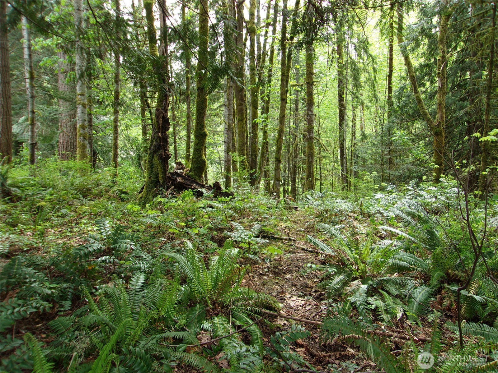 0 River Road Brinnon, WA 98320 - Photo 4 of 12 a green field with lots of trees