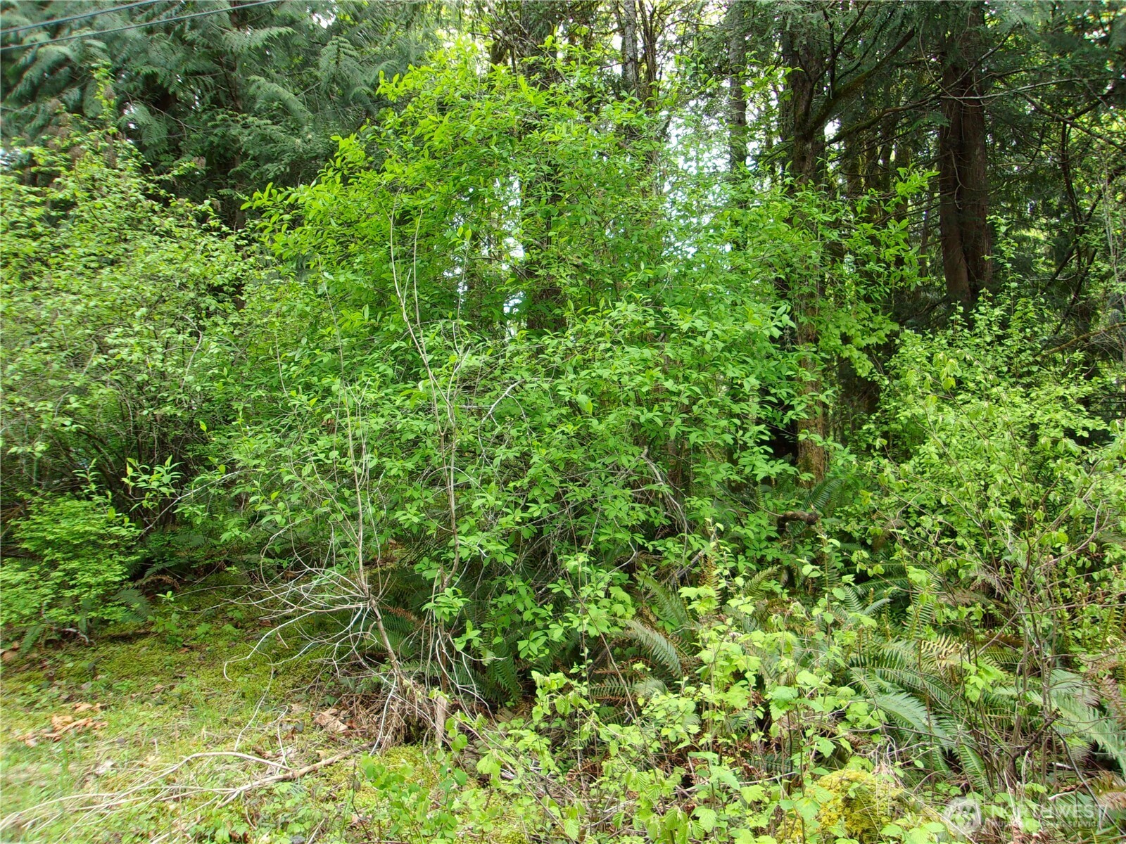 0 River Road Brinnon, WA 98320 - Photo 5 of 12 a view of a lush green forest