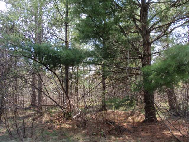 Near Adams Road Eagle River, WI 54521 - Photo 16 of 37 Gallery Image 16