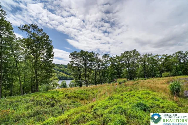 a view of a garden with plants and large trees