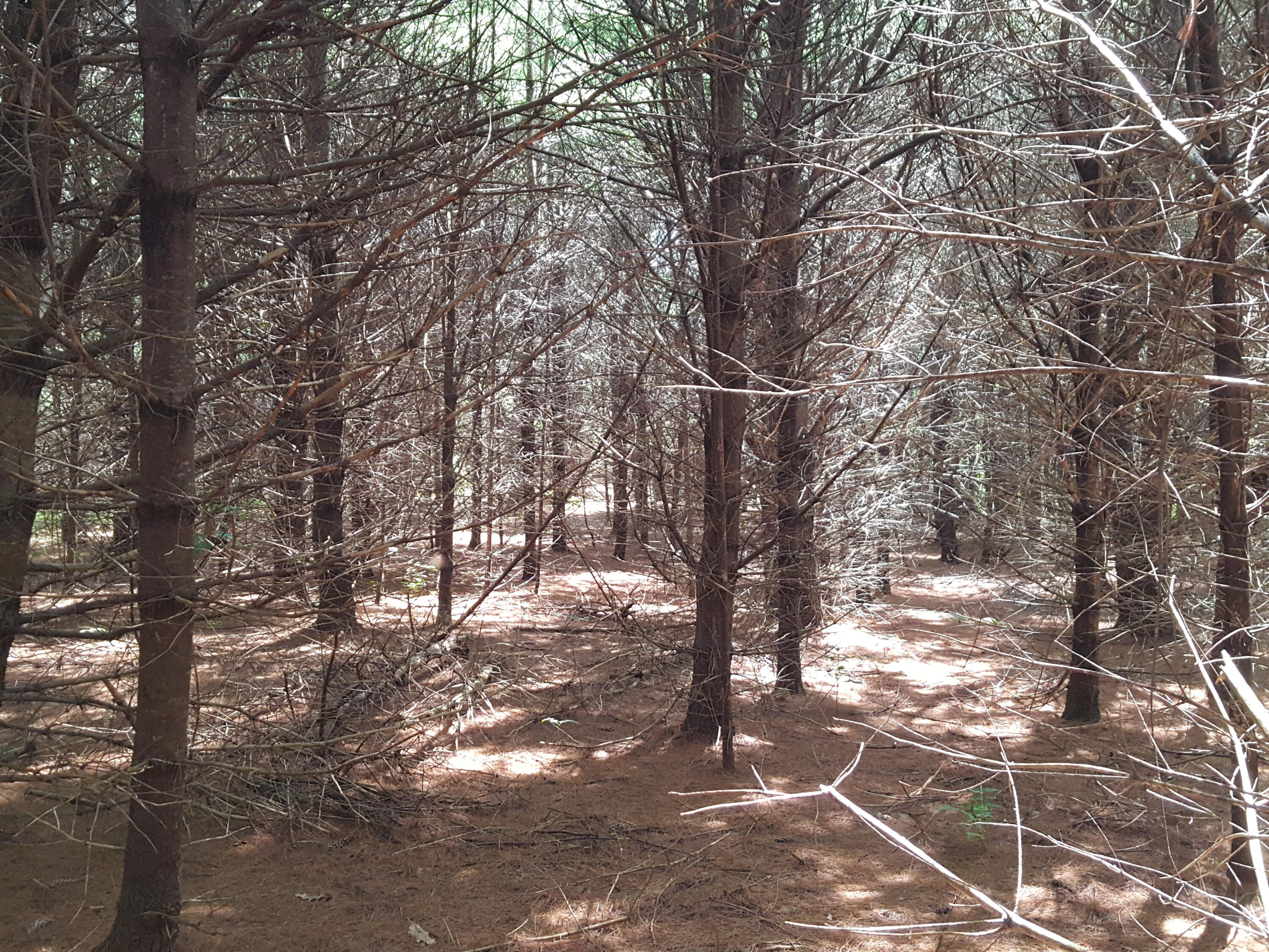 Lot#11 Harrison Road Naples, ME 04055 - Photo 12 of 17 20240807_122010