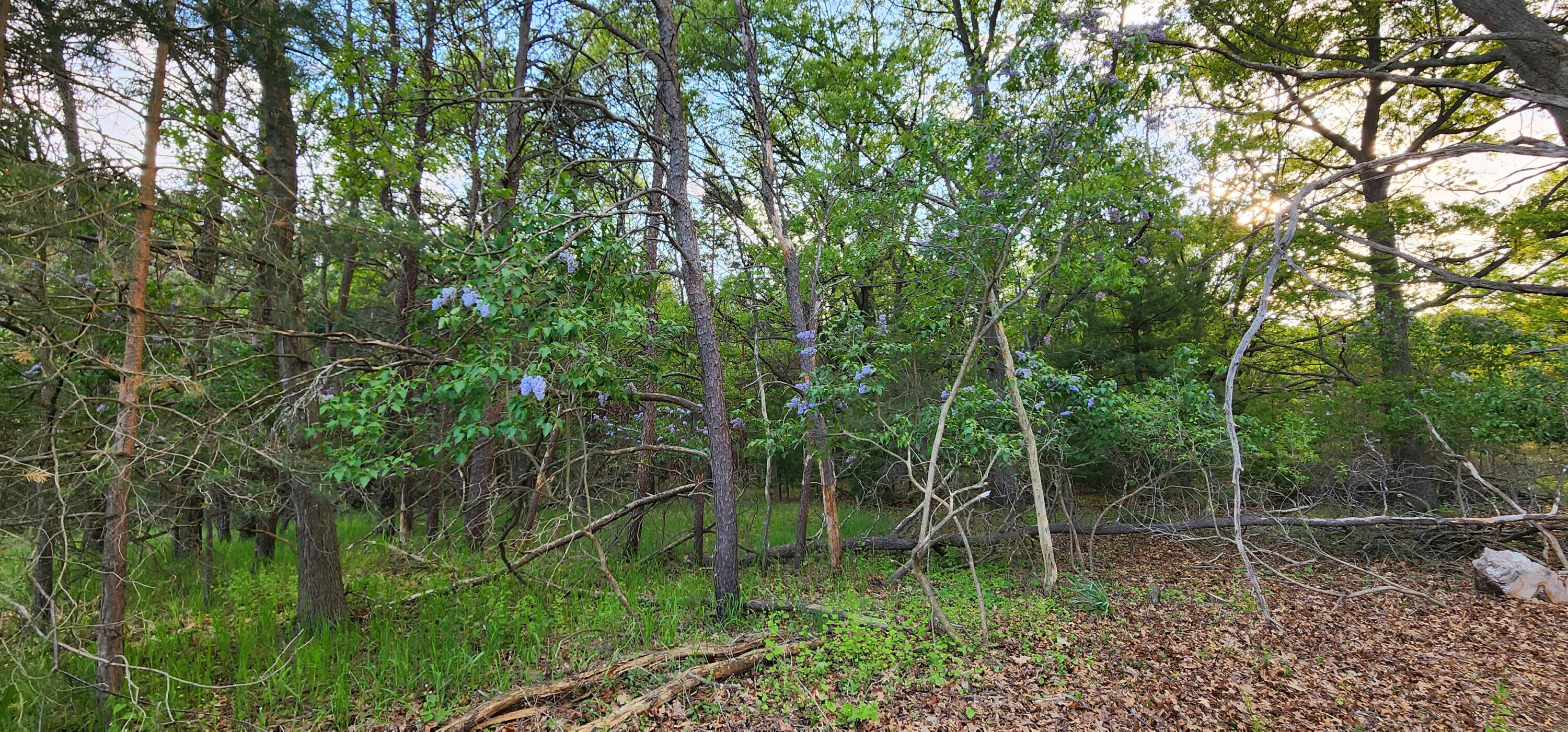 5 Acres Cherry Road Manistee, MI 49660 - Photo 11 of 16 20240523_193709