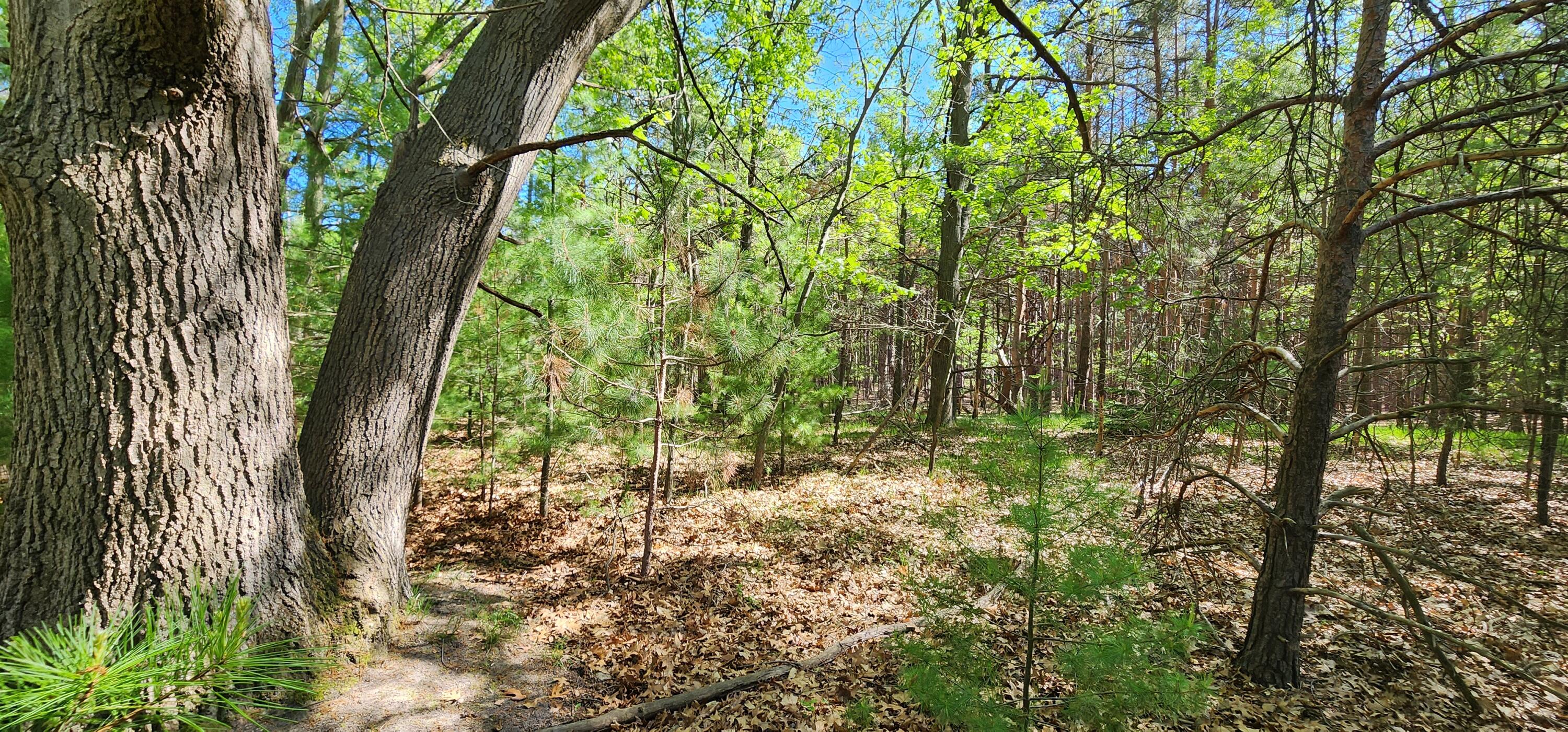 5 Acres Cherry Road Manistee, MI 49660 - Photo 8 of 16 20240523_163737