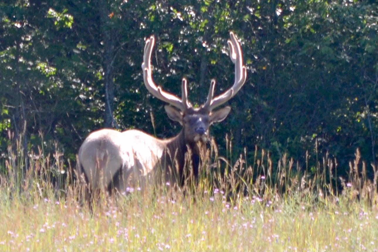 5351 Meaford Road Atlanta, MI 49709 - Photo 36 of 63 elk1