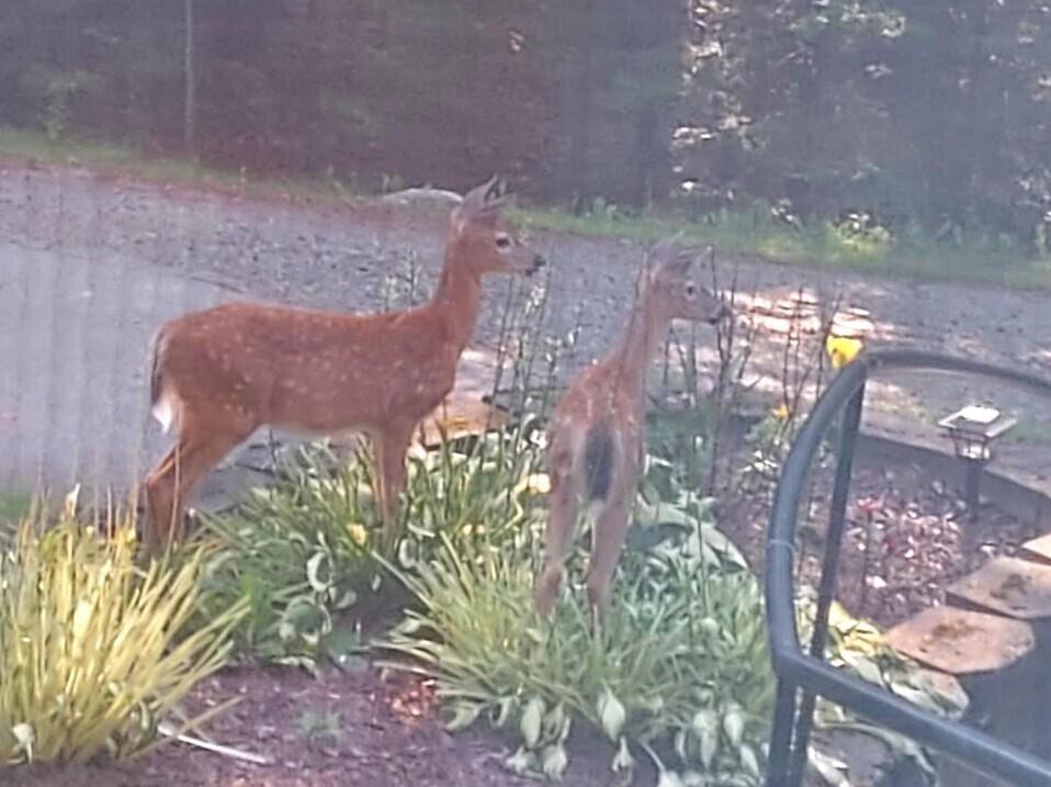 88 Beechland Road Ellsworth, ME 04605 - Photo 42 of 42 Deer - 2022