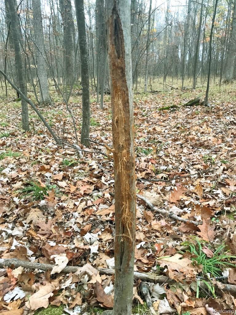 7177 North Jefferson Road Rhodes, MI 48652 - Photo 47 of 51 Buck rubs are plentiful through out the timber area of the 45 acres.