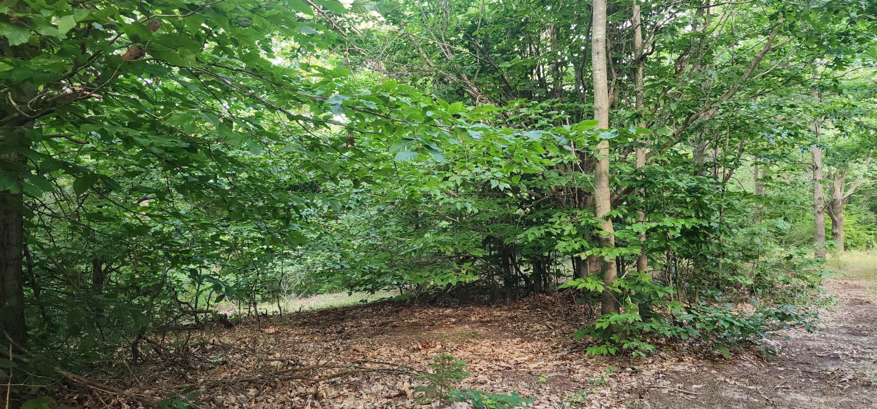 0 West Phelps Road Manton, MI 49663 - Photo 7 of 12