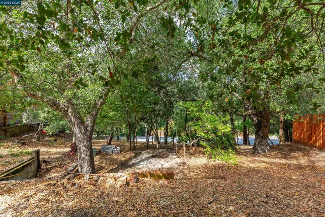 a view of a forest with trees
