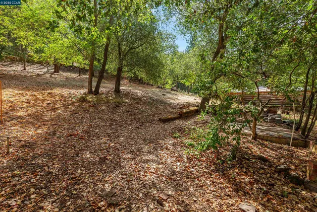 a view of a forest with trees
