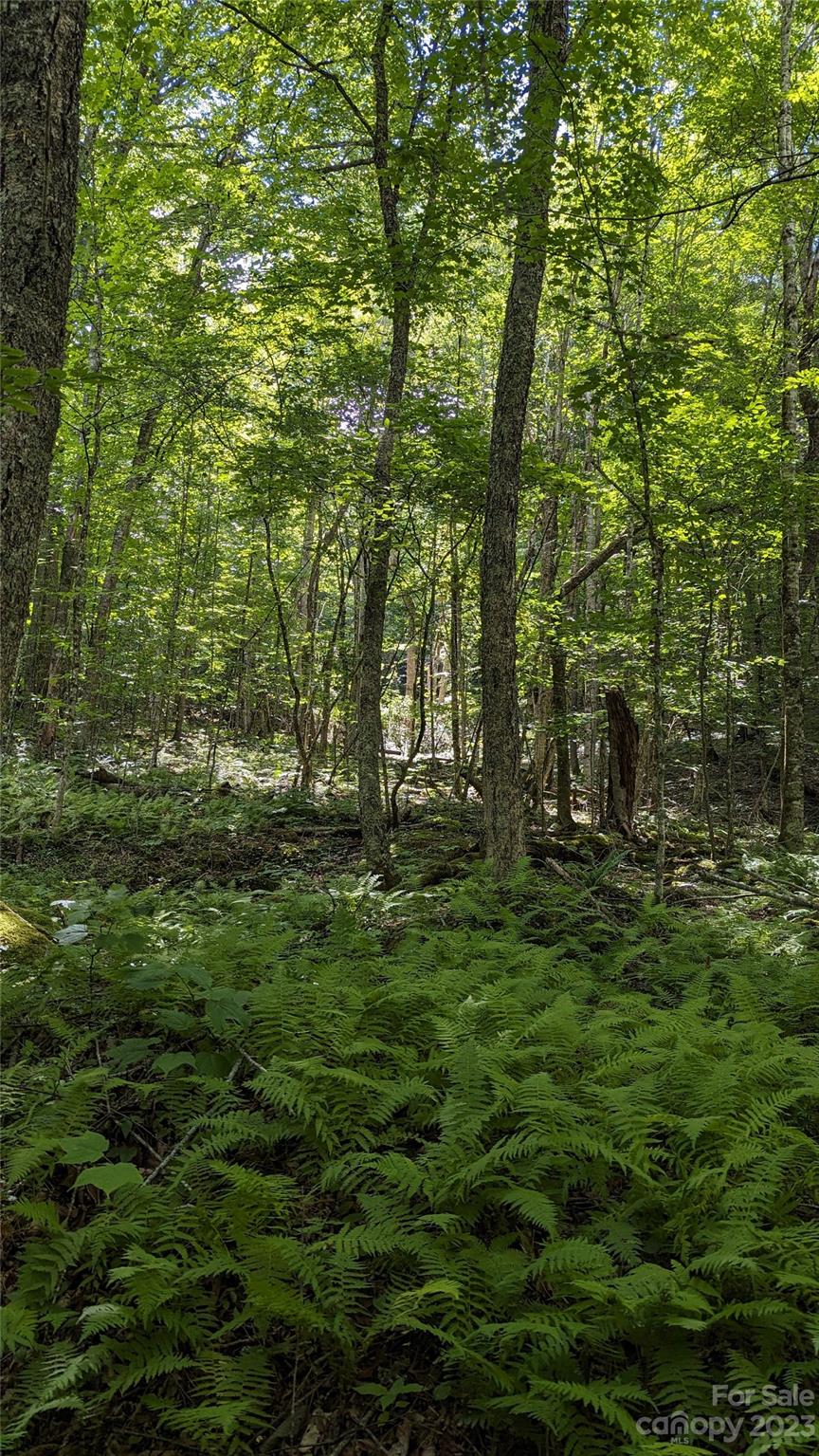 330 Spring Valley Drive Mars Hill, NC 28754 - Photo 3 of 13