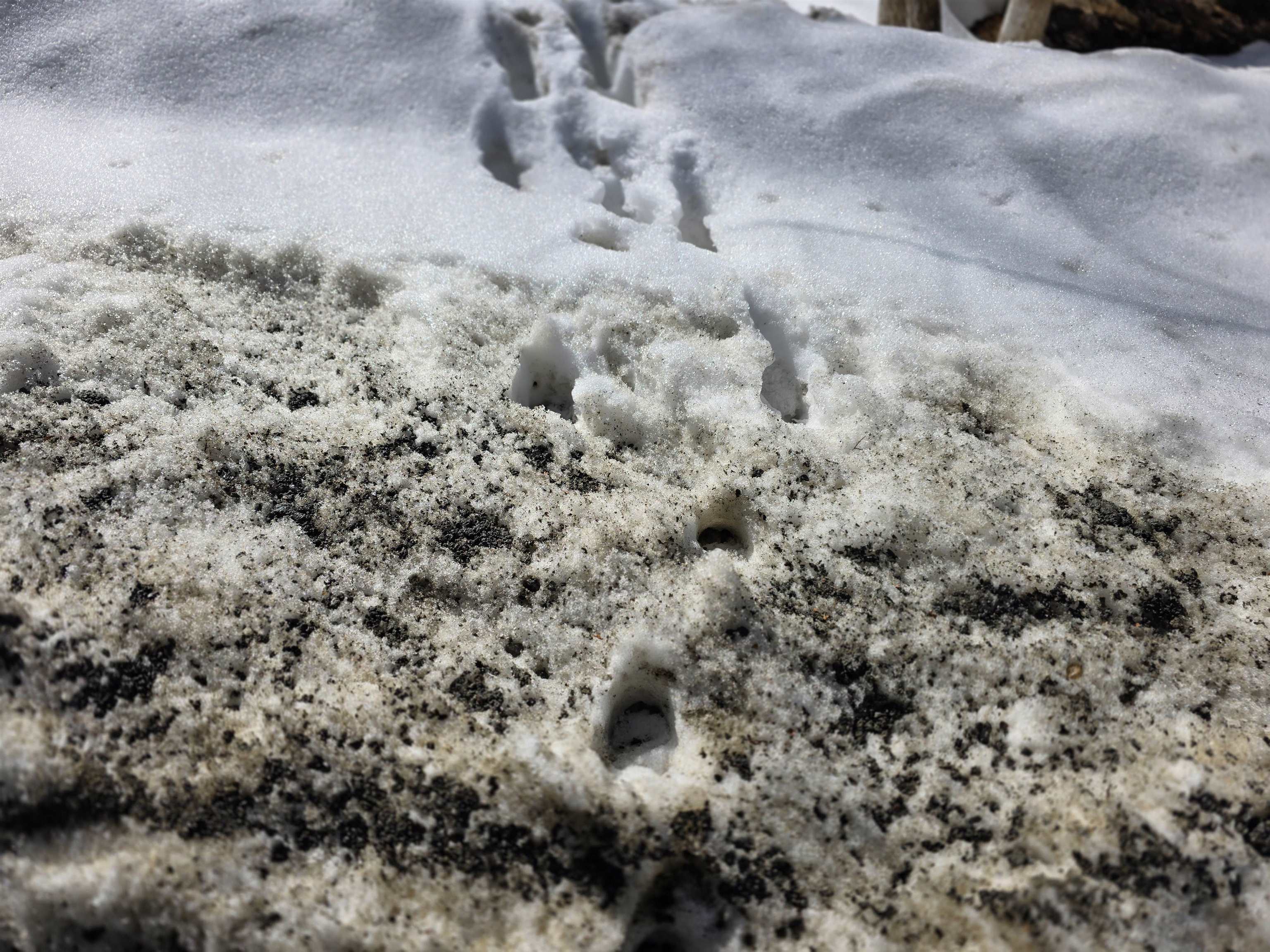 0 Turkey Mountain Road Jamaica, VT 05343 - Photo 19 of 26