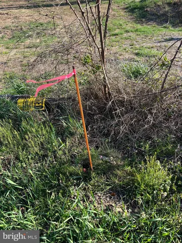 a close up of a plant in a yard