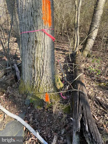 a flag is sitting in the middle of a forest
