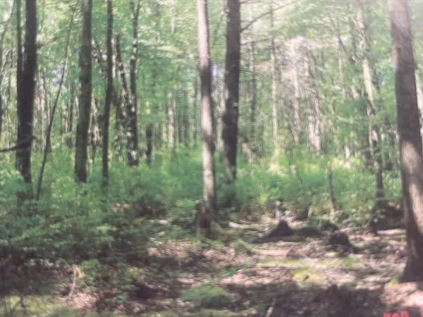 a view of a forest that has large trees