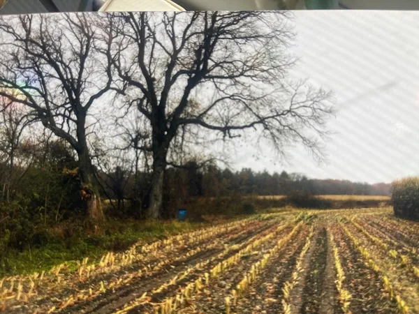 a view of a yard with a bench and trees in the background