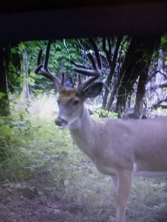 $486,500 | 0 Southeast 1151st Road, Collins, MO 64738