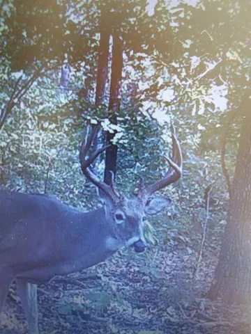 $499,900 | 0 Southeast 1151st Road, Collins, MO 64738