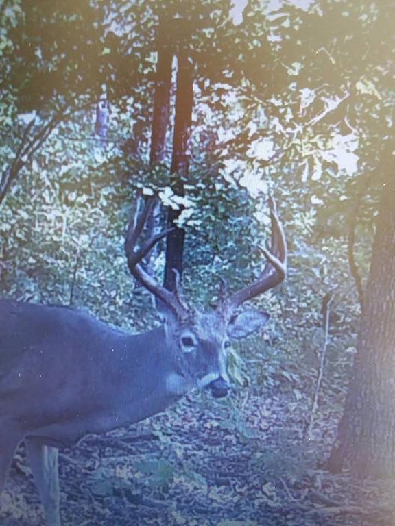 0 Southeast 1151st Road Collins, MO 64738 - Photo 3 of 62