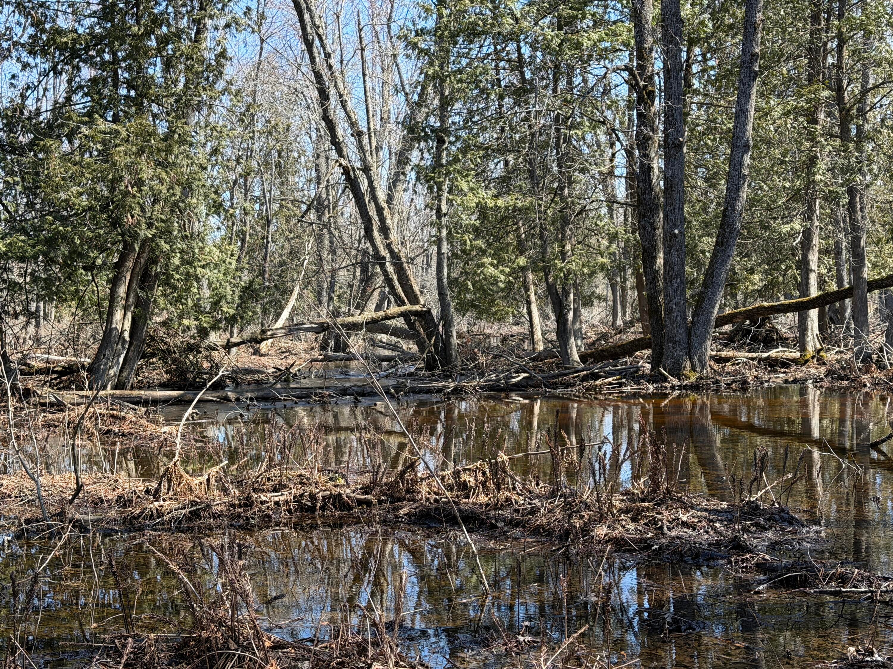 139-ac Witt Road Herron, MI 49744 - Photo 15 of 19 IMG_2917