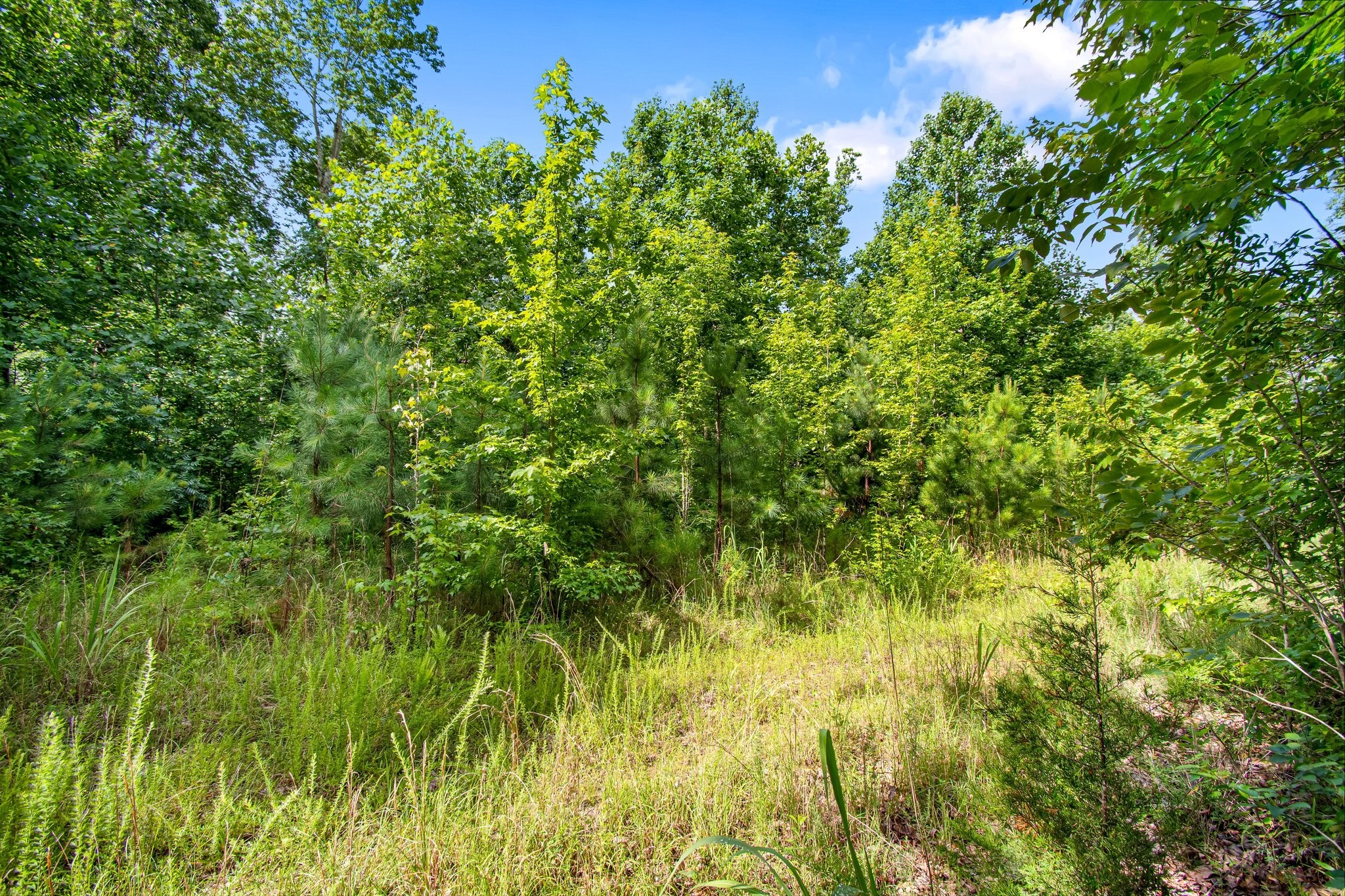 0 Hargis Road Camden, TN 38320 - Photo 26 of 36 Gallery Image 26