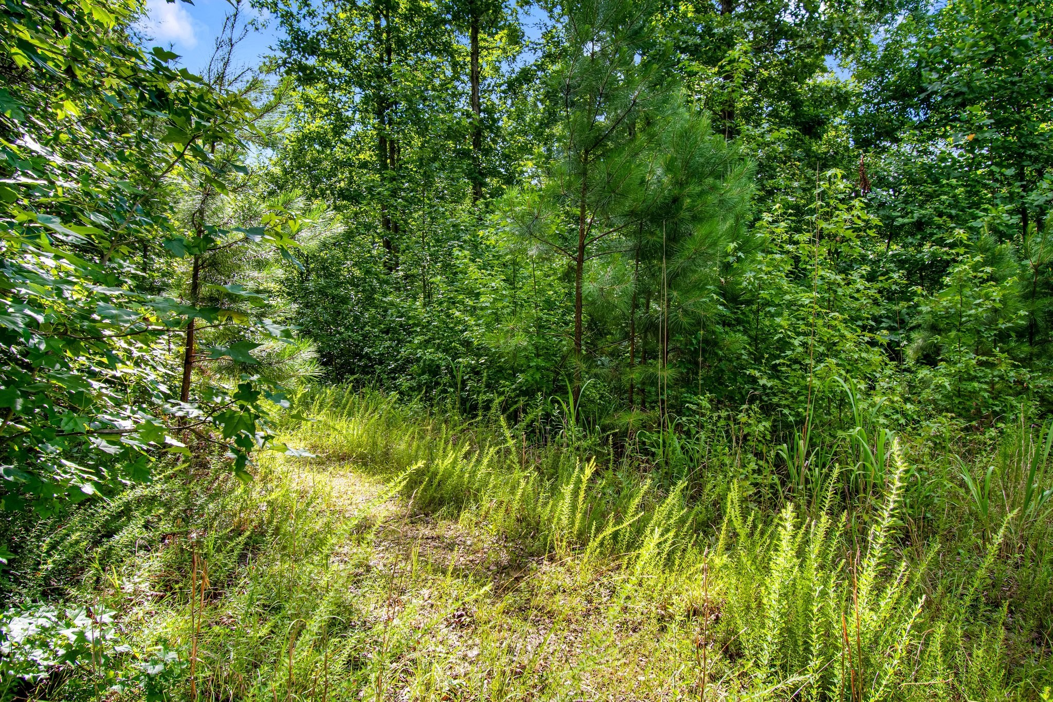 0 Hargis Road Camden, TN 38320 - Photo 27 of 36 Gallery Image 27