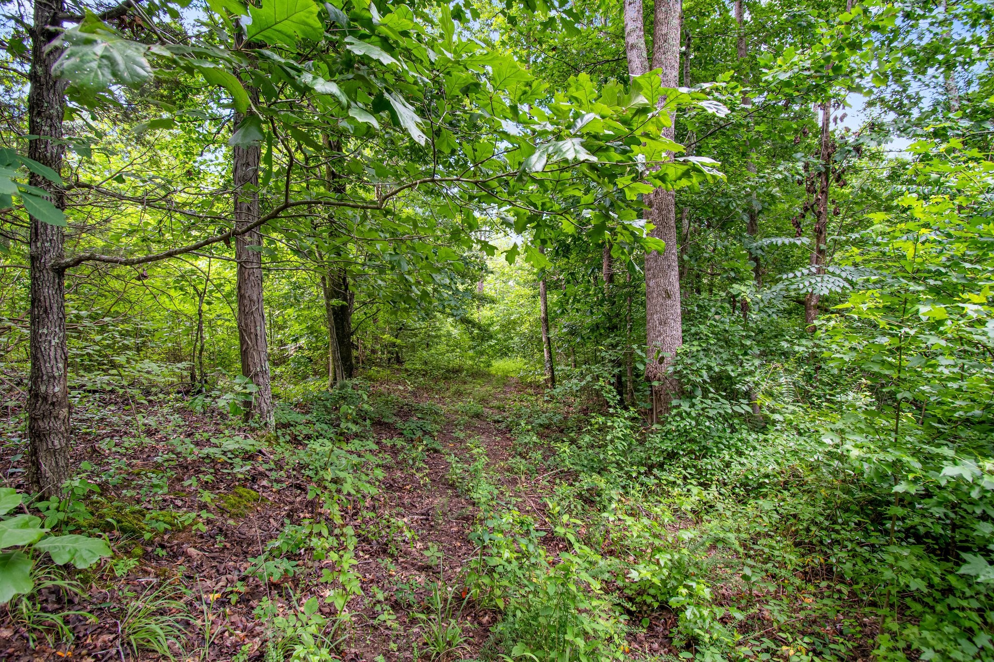 0 Hargis Road Camden, TN 38320 - Photo 32 of 36 Gallery Image 32