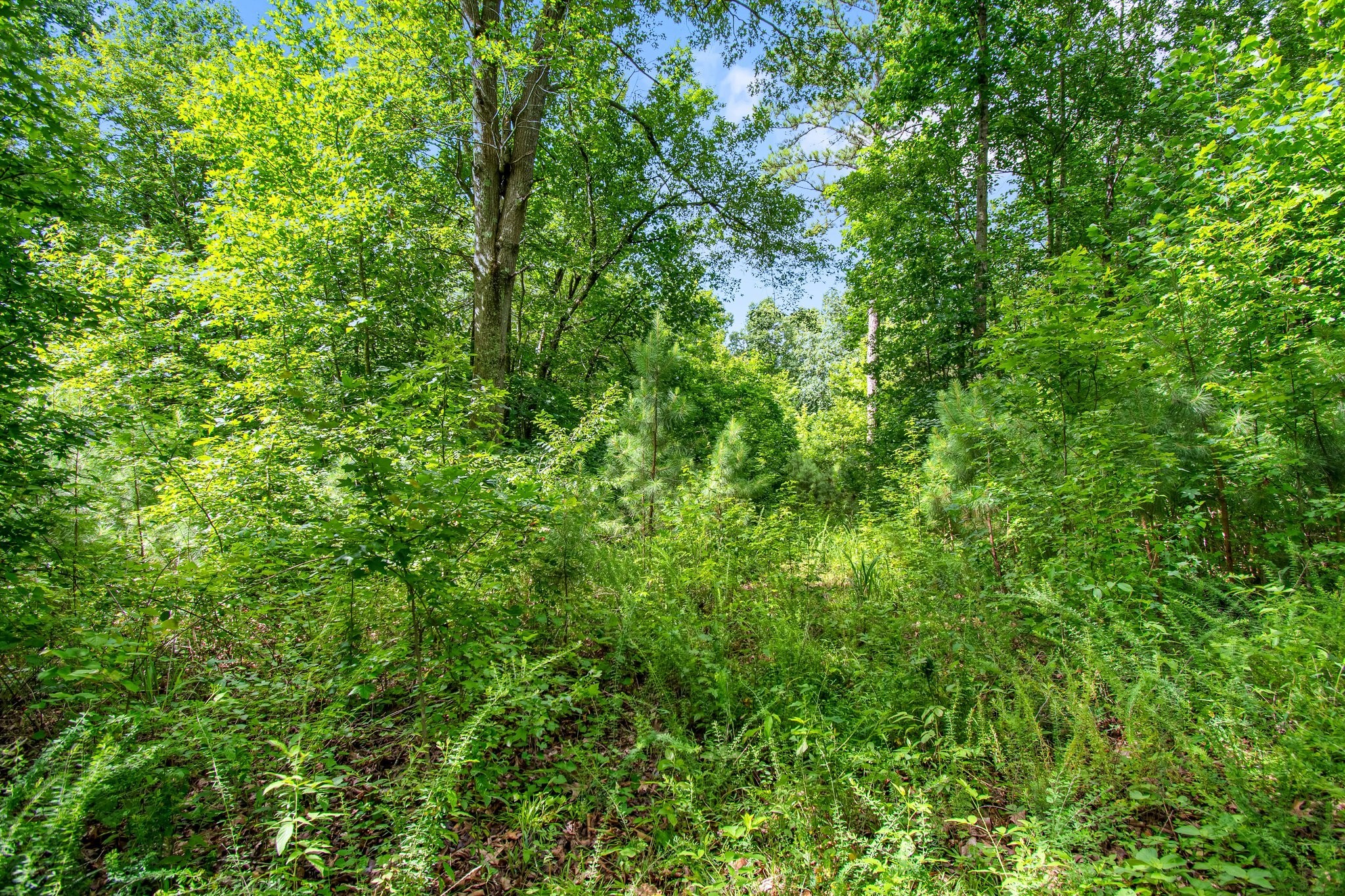 0 Hargis Road Camden, TN 38320 - Photo 35 of 36 Gallery Image 35