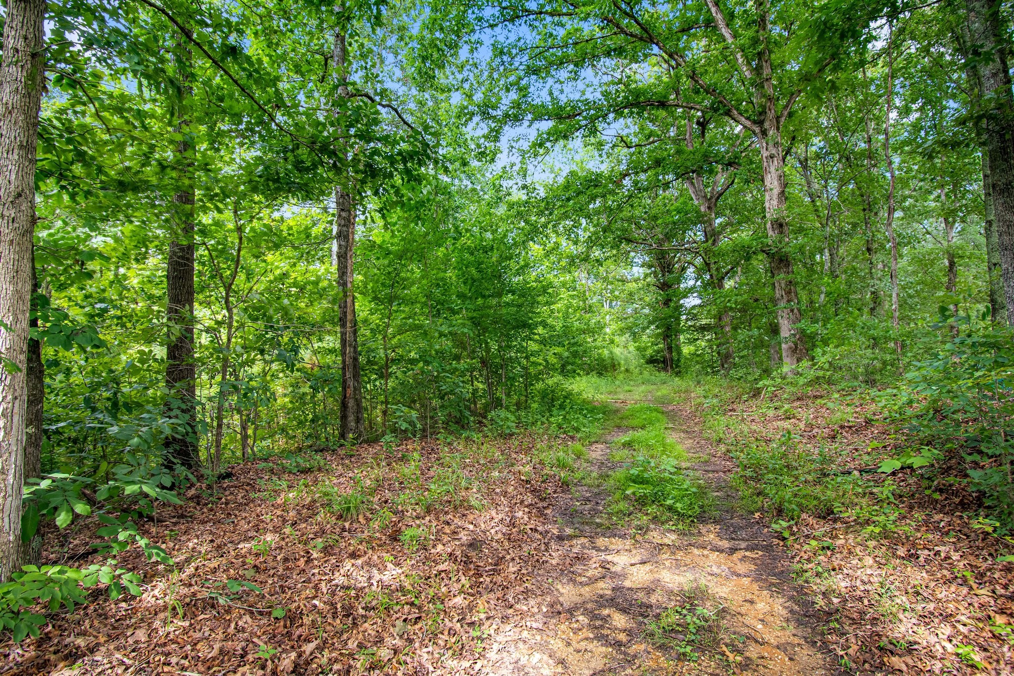 0 Hargis Road Camden, TN 38320 - Photo 4 of 36 Gallery Image 4