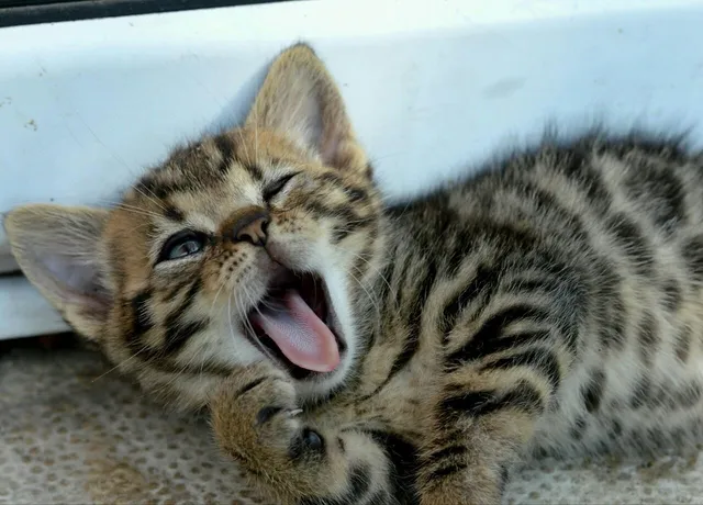 $2,055 | 11 Railroad Avenue, Unit 31, Derry, NH 03038