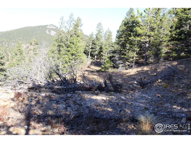 a view of a large tree