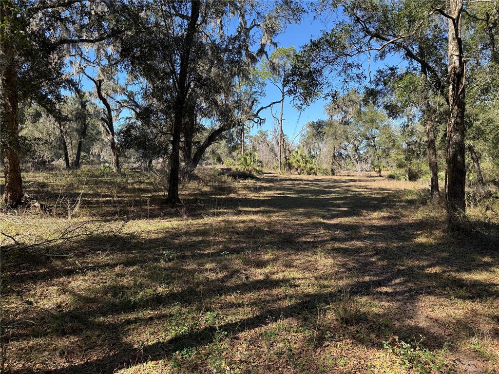 18630 Bradshaw Road Dade City, FL 33523 - Photo 39 of 43 a view of dirt yard with a large tree