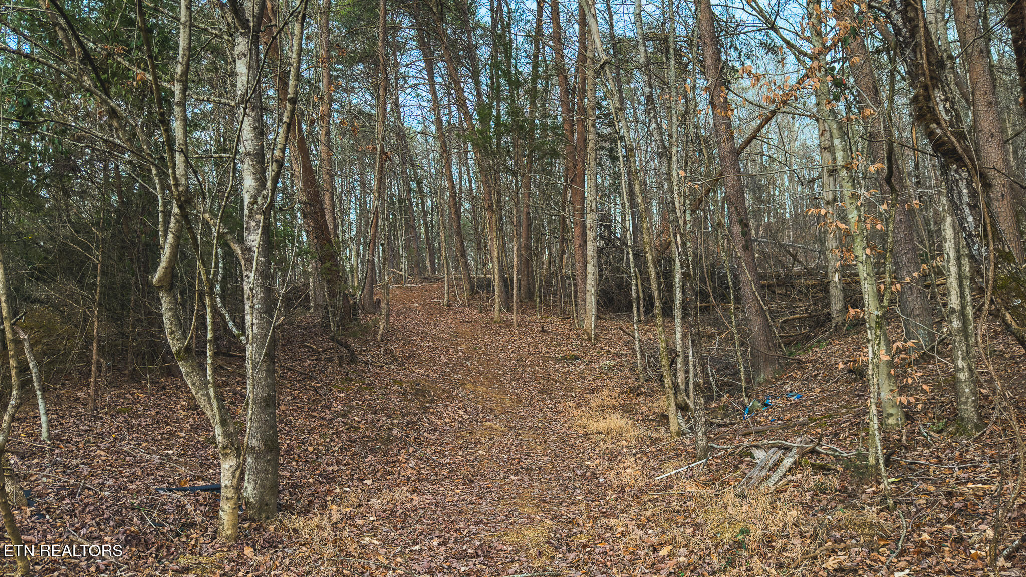 1655 Lester Whitt Road Rutledge, TN 37861 - Photo 26 of 40 IMG_1141