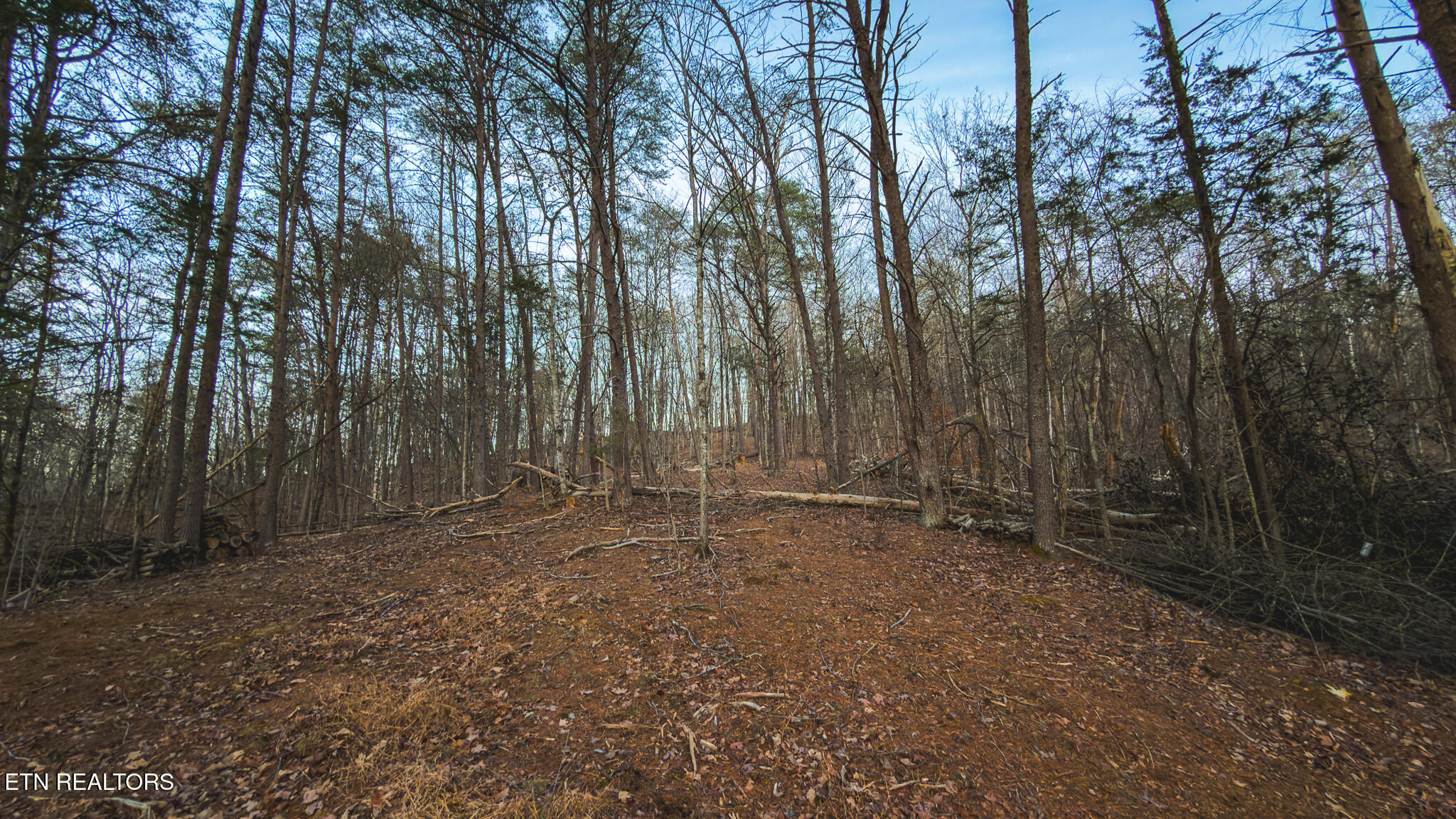 1655 Lester Whitt Road Rutledge, TN 37861 - Photo 27 of 40 IMG_1144