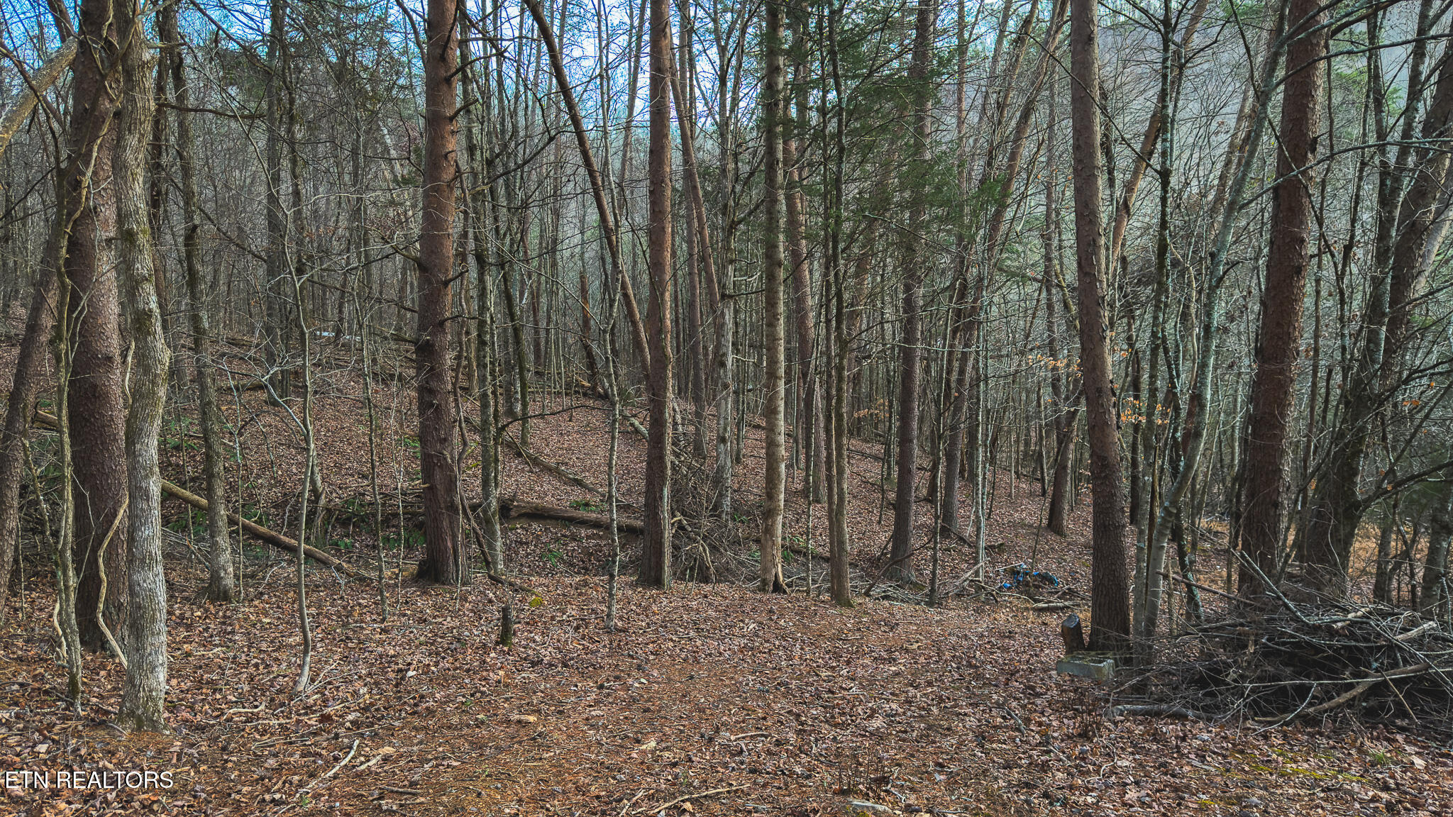 1655 Lester Whitt Road Rutledge, TN 37861 - Photo 28 of 40 IMG_1148