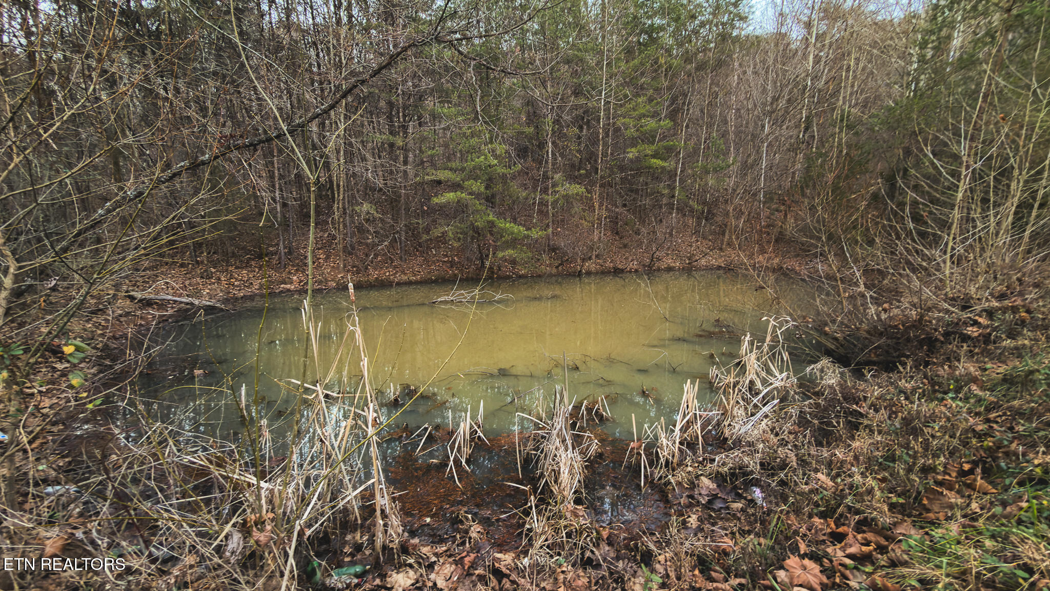 1655 Lester Whitt Road Rutledge, TN 37861 - Photo 33 of 40 IMG_1154